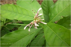 Chassalia curviflora var. ophioxyloides